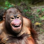 Kündungsschreiben eines Affen im Zoo